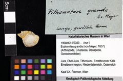 Foto (Objket + Etiketten) von Eodromites grandis (von Meyer, 1857) 